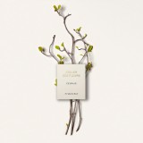 Chloe北國雪松EDP50ml